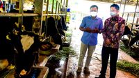 Dorong Tingkatkan Kualitas Produksi Sapi Perah
