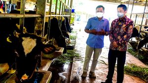 Dorong Tingkatkan Kualitas Produksi Sapi Perah
