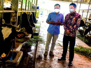 Dorong Tingkatkan Kualitas Produksi Sapi Perah