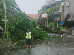Angin Kencang Tumbangkan 3 Pohon di Mojokerto, Bengkel-Instalasi Listrik Rusak