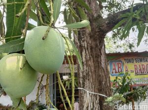 Jejak Sejarah Indramayu hingga Berjuluk Kota Mangga