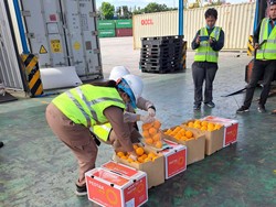 Kementan Lepas 15 Kontainer Hortikultura yang Ditahan di Pelabuhan Belawan