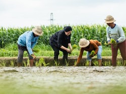 Puan dan Petani Bali Tanam Padi dengan Sistem Maju, Apa Kelebihannya?