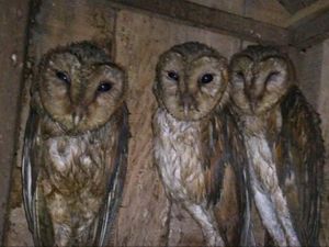 AS Akan Bunuh Setengah Juta Burung Hantu, Kenapa?