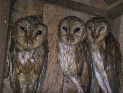 AS Akan Bunuh Setengah Juta Burung Hantu, Kenapa?