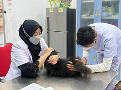 Banyuwangi Gelar Vaksinasi Rabies pada Ratusan Hewan Peliharaan