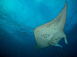 Tujuan dan Cara Memperingati Hari Hewan Akuatik Sedunia