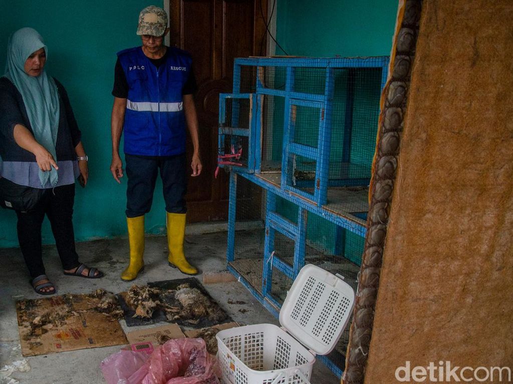 Bangkai Kucing Berserakan di Pekanbaru, Polisi Buru Pemilik Penampungan Bangkai Kucing Berserakan di Pekanbaru, Polisi Buru Pemilik Penampungan