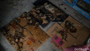 5 Penampakan Bangkai Kucing di Pekanbaru yang Bikin Geger