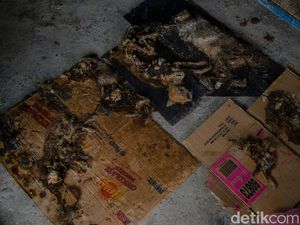 5 Penampakan Bangkai Kucing di Pekanbaru yang Bikin Geger 5 Penampakan Bangkai Kucing di Pekanbaru yang Bikin Geger