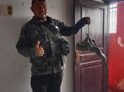 Warga Bogor Kaget Temukan Biawak 1 Meter Saat Bersihkan Rumah