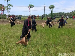 Mengenal Tradisi Nampaling, Menangkap Belalang Jelang Panen di Pangandaran