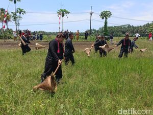 Nampaling, Tradisi Berburu Belalang Warga Pangandaran Nampaling, Tradisi Berburu Belalang Warga Pangandaran