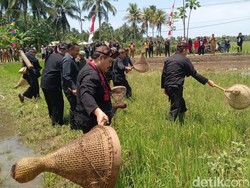 Tradisi Nampaling, Menangkap Belalang Jelang Panen di Pangandaran