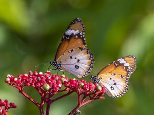 Studi Ungkap Cara Memperbanyak Kupu-kupu di Lahan Pertanian Studi Ungkap Cara Memperbanyak Kupu-kupu di Lahan Pertanian