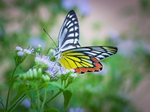 Ada Serangga Masuk Rumah Pertanda Apa? Ini Artinya Menurut Primbon Jawa Ada Serangga Masuk Rumah Pertanda Apa? Ini Artinya Menurut Primbon Jawa