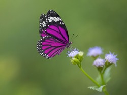 Mengkhawatirkan, Ukuran Kupu-kupu Menciut Akibat Perubahan Iklim