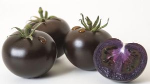 Mirip Blueberry! Tomat Ungu Kaya Antioksidan Bakal Dijual Tahun Depan