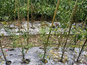 Diguyur Hujan Lebat, 50 Hektar Cabai di Karangasem Busuk-Gagal Panen