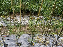 Diguyur Hujan Lebat, 50 Hektar Cabai di Karangasem Busuk-Gagal Panen