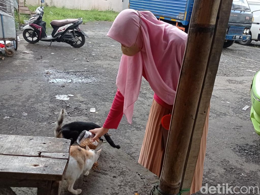Dear Warga Jabar, Jangan Buang Kucing ke Pasar!