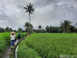 Segarnya Pagi di Ubud, Jalan-jalan di Tengah Hamparan Sawah