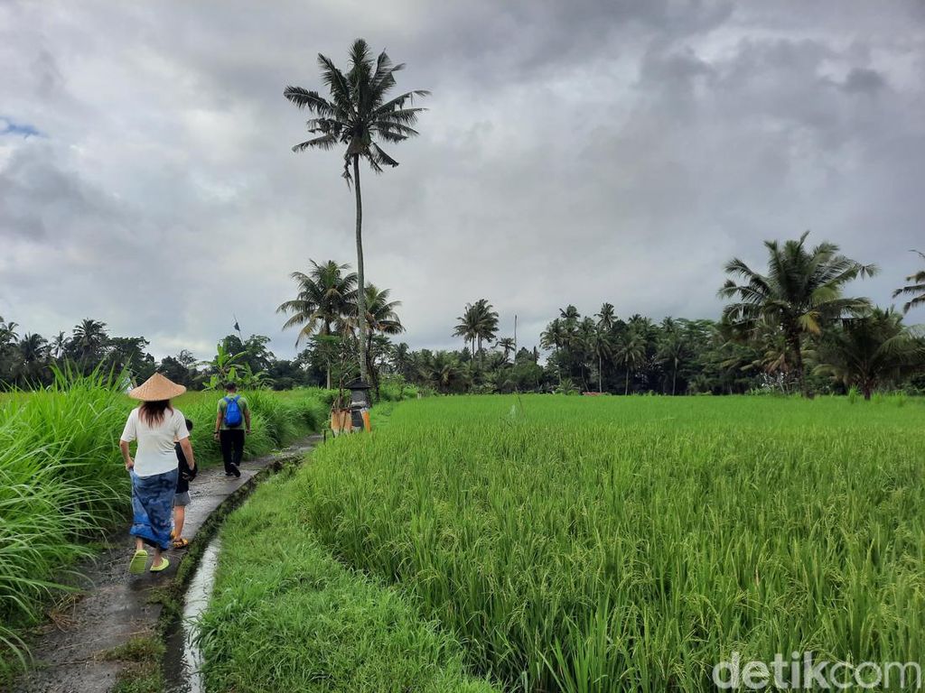 Segarnya Pagi di Ubud, Jalan-jalan di Tengah Hamparan Sawah Segarnya Pagi di Ubud, Jalan-jalan di Tengah Hamparan Sawah