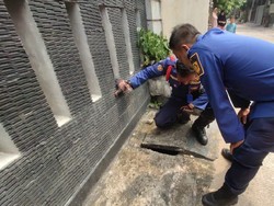 Anak Kucing Terjebak Seharian di Selokan, Warga Bogor Lapor Damkar