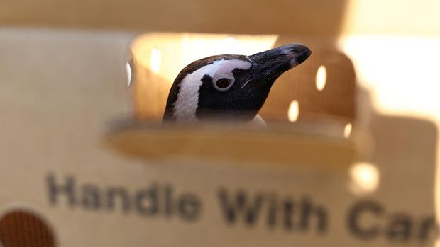 An African penguin is seen in a box after it got injured at Cape Town's famous Boulders penguin colony, a popular tourist attraction and an important breeding site for African penguins in Cape Town, South Africa, September 28, 2022. REUTERS/Esa Alexander