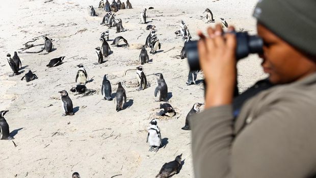 Flu Burung Menyerang Koloni Penguin di Afrika Selatan A South African National Parks ranger monitors a group of African penguins at Cape Town's famous Boulders penguin colony, a popular tourist attraction and an important breeding site which which are suffering an outbreak of avian flu in Cape Town, South Africa, September 27, 2022. REUTERS/Esa Alexander