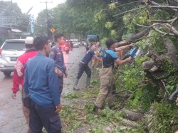 Pohon di Tangerang Tumbang Saat Hujan Angin, Timpa 1 Motor