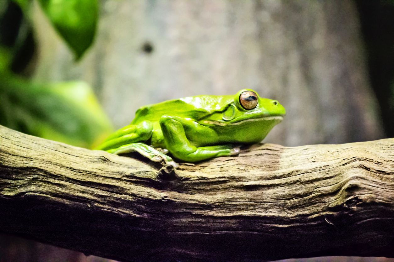Birds Australia wildlife cows highland cows dingos one tree hill cows Green Tree Frog