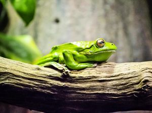Permudah Kadal dan Kodok Menyebrang, Jalanan di Kota Ini Ditutup 6 Pekan Permudah Kadal dan Kodok Menyebrang, Jalanan di Kota Ini Ditutup 6 Pekan