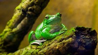 Nasib Wanita Telan 8 Katak Hidup demi Obat Berakhir Tragis