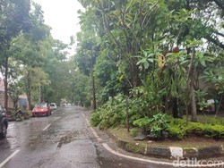 Hujan Angin Terjang Bandung, 2 Pohon Tumbang
