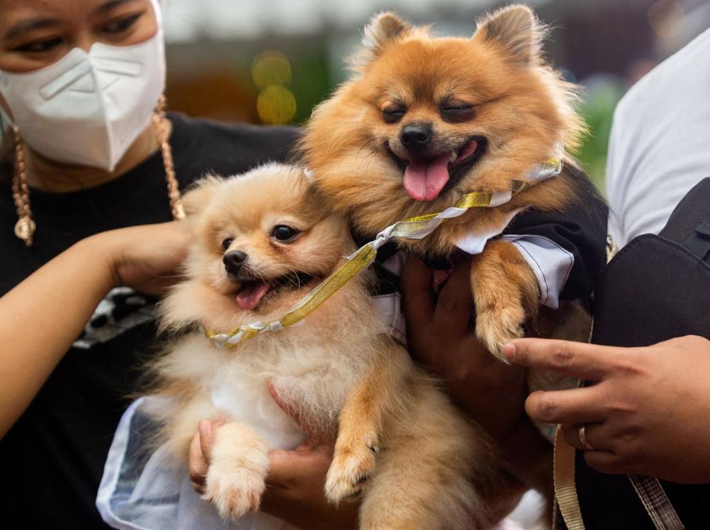 Melihat Ritual Pernikahan Anjing di Filipina, Gemas Banget! Melihat Ritual Pernikahan Anjing di Filipina, Gemas Banget!