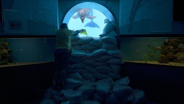 Menjaga Para Lumba-lumba dari Ancaman Perang Ukraina