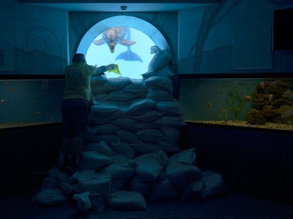 Menjaga Para Lumba-lumba dari Ancaman Perang Ukraina