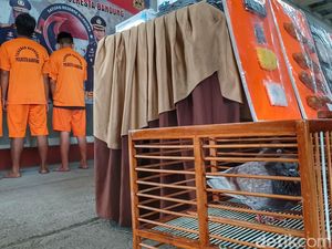 Demi Menang Kompetisi, 3 Pria Bandung Cekoki Merpati Pakai Ganja