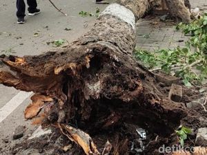 Bruuk! Pohon Sono Keling di Klaten Roboh Timpa Mobil