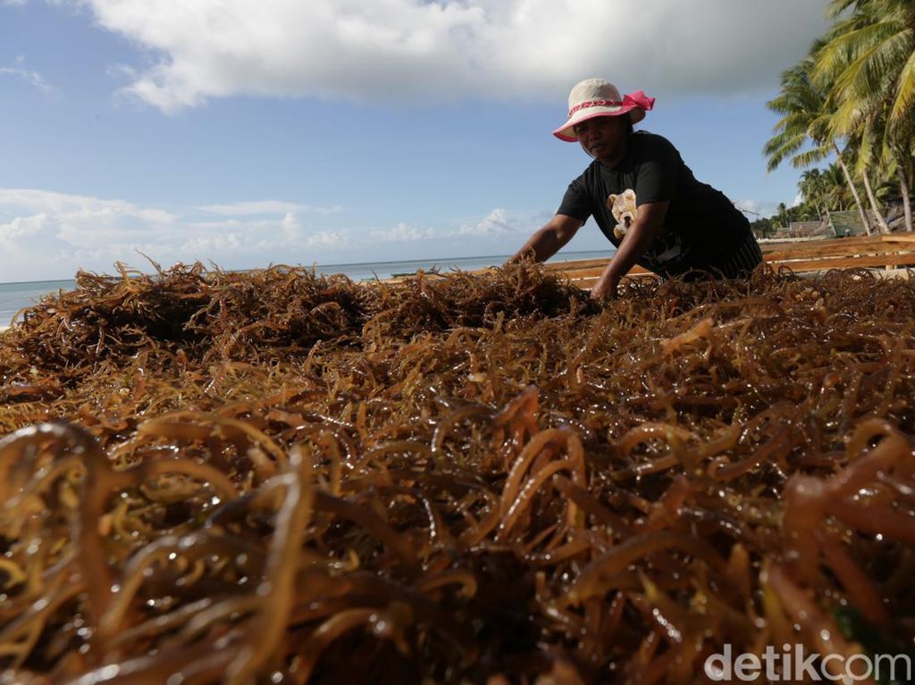 Nggak Neko-neko, Petani Rumput Laut Tnyafar Harap Ini ke Pemerintah