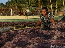 Segarnya Budidaya Rumput Laut, Panen Per 1,5 Bulan Hasilkan Rp 30 Juta