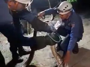 Emak-emak di Semarang Lawan Ular Piton Tengah Malam demi Selamatkan Ayam