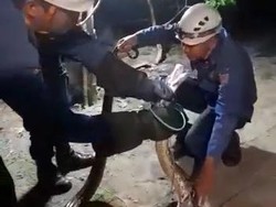 Emak-emak di Semarang Lawan Ular Piton Tengah Malam demi Selamatkan Ayam