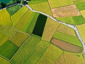 Satu Hektare Berapa Meter? Simak Penjelasan dan Contoh Soalnya