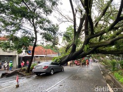 Dear Wargi Bandung, Jangan Parkir di Bawah Pohon Saat Musim Hujan
