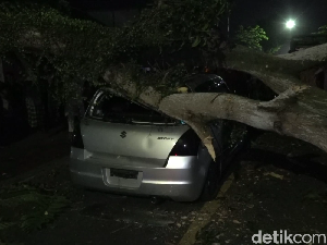 Pohon Mangga di Tepi Jalan Lumajang Roboh Timpa Mobil Polisi