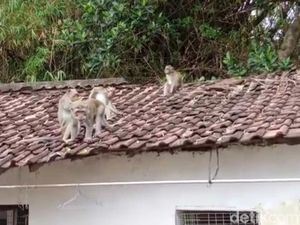 Warga Kediri Diteror Ulah Nakal Monyet Liar yang Datang ke Permukiman