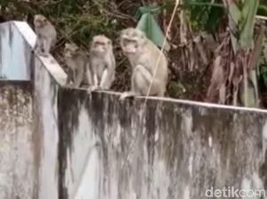 Teror Monyet Liar di Kediri, Awalnya Cuma Cari Makan Kini Mulai Rusak Rumah