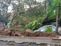 Pohon Tumbang Timpa Mobil Mercy di Bandung